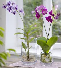 Orchideen Im Glas Halten So Geht S Orchideen Im Glas Orchideen Orchideen Garten