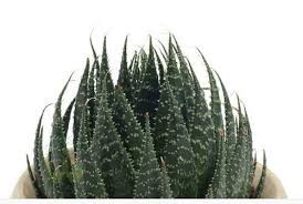 Cactus (cacti is the latin plural of cactus) is simply a succulent that can store moisture but is placed in a separate category (cactaceae). Aloe Humilis Cactus Plant à¤• à¤• à¤Ÿà¤¸ à¤• à¤ª à¤§ à¤• à¤• à¤Ÿà¤¸ à¤ª à¤² à¤Ÿ Green Decor New Delhi Id 17186879397