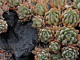 Grafted cactus gymnocalycium & hylocereus. Succulent Soil The Ultimate Guide Mountain Crest Gardens