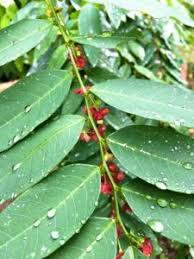 Image result for Phyllanthus loandensis
