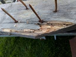 Image result for site:byggahus.se insektsangrepp