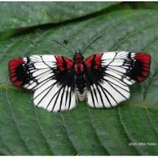 Black And White Striped Insect With Wings Pin By Evangelist Severns On Insects Butterfly Photos Butterfly Pictures Beautiful Butterflies