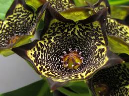 Image result for Ceropegia buchananii