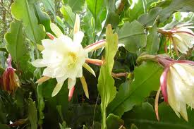 Image result for Ophrypetalum