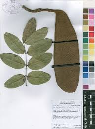 Image result for Isoberlinia