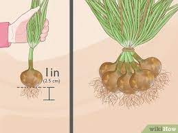 Fill each pot with potting mix, leaving a couple of inches of space at the top. How To Plant Sprouted Onions 14 Steps With Pictures Wikihow