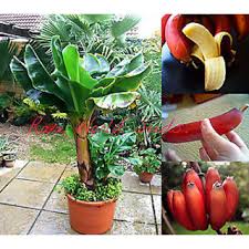 I get at least 2 big bunches of bananas every year. Buy Seeds Dwarf Beautiful And Delicious Red Banana Small Tree Musa Dwarf Red Online Get 16 Off