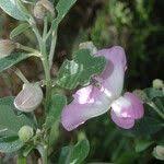 Image result for Podalyria calyptrata