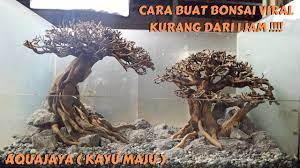 Cara Buat Bonsai Aquascape Keren Kurang Dari 1 Jam Di Kayu Maju Aquajaya Youtube Bonsai Kayu