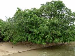Image result for Cordia sp. A