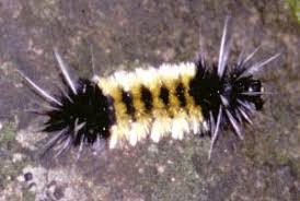 Black And Orange Caterpillar With White Spikes Fantasy Fuzzy Caterpillar Fuzzy Caterpillar Cute Animals Caterpillar