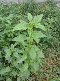 Image result for Malvastrum coromandelianum