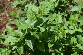 Image result for Microglossa