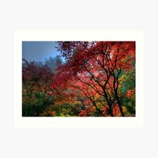 In the summer of 2010, i visited the portland japanese garden for the first time. One Foggy Fall Morning In Portland Japanese Garden Art Print By Davidgnsx1 Redbubble