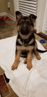 Buy or sell your german shepherd puppy in the want ad digest today. German Shepherd Puppies For Sale Suwanee Ga 290639