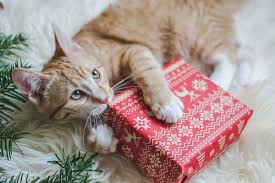 Wenn sie die leckerlis selber backen, wissen sie ganz genau, was in den köstlichkeiten enthalten ist. Rezepte Fur Katzen Herz Fuer Tiere De