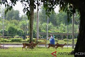 Naskah soal dan pembahasan usm stan 1999 2008 edisi revisi Pag Resmikan Penangkaran Rusa Totol Hibah Dari Istana Bogor Antara News Aceh