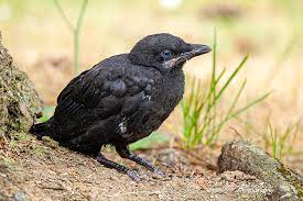 Baby Crow Photodg Flickr