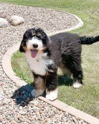 F1b bernedoodle puppies for sale uk. How Much Does A Bernedoodle Cost 2021 We Love Doodles
