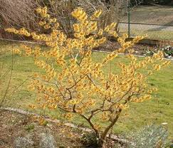 Image result for Hamamelis mollisi