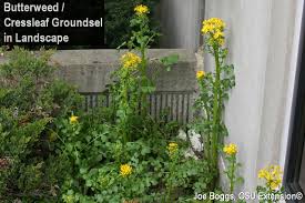 Weeds or wildflowers can be identified by the colour, shape and size of the flower. Butterweed Cressleaf Groundsel Beauty Is In The Eye Of The Beholder Bygl