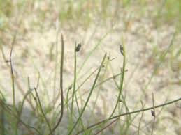 Image result for Isolepis prolifera