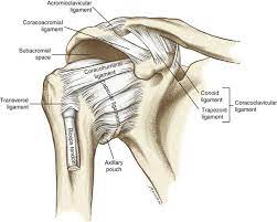Human shoulder joint pain anatomy. Bildergebnis Fur Coracoacromial Ligament Shoulder Joint Anatomy Joints Anatomy Shoulder Anatomy