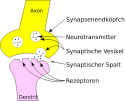 Wie die einzelnen bestandteile heißen und welche funktionen sie haben, erfährst du in diesem lernvideo! Nervenzelle Biologie