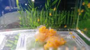 Bristlenose Eggs Hatching Youtube