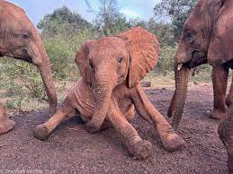 Sheldrick Wildlife Trust added... - Sheldrick Wildlife Trust