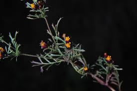 Image result for Dyssodia