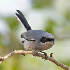 Image result for Gnidia microcephala