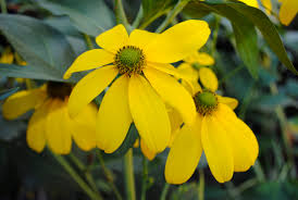 Image result for Rudbeckia laciniata