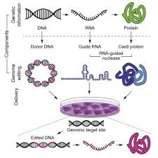Rna processing rna serves a multitude of functions within cells. Dna Rna And Protein Tools For Editing The Genetic Information In Human Cells Sciencedirect