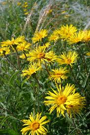 Image result for Inula
