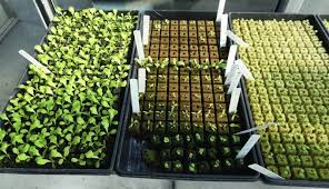Lettuce (lactuca sativa l.) in a hydroponic system. Growing Hydroponic Leafy Greens Greenhouse Product News