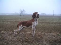 Image result for italský krátkosrstý ohař