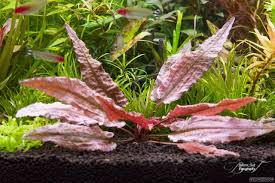 If not enough light is supplied the plant will be long and leggy but with the correct lighting it will form a neat compact bush. Cryptocoryne Wendtii Flamingo Flamingo Wasserkelch Flowgrow Wasserpflanzen Datenbank