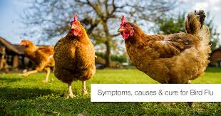 (3) they're often similar to those of the seasonal flu. Bird Flu Symptoms Of Bird Flu Avian Influenza