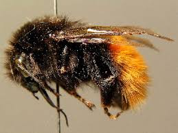 Image result for Bombus alpinus