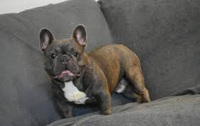 Tenemos Este Enano Disponible Nieto De Luxury French Bulldog Facebook Lanz bulldog war die verkaufsbezeichnung für ackerschlepper, die die heinrich lanz ag (1956 von john deere übernommen) in mannheim von 1921 bis 1957 herstellte. luxury french bulldog