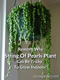 During this stage, you should practice regular watering any time you feel your soil dry. 10 Reasons Why Your String Of Pearls Isn T Growing Indoors