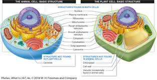 Animal cells contain several vacuoles in a smaller size. Bio Exam 2 Flashcards Quizlet