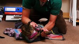Here you may to know how to wrap cat in towel. Kitty Burrito Ninja Towel Wrap To Control Your Cat Step By Step Instructions Our Pets Health