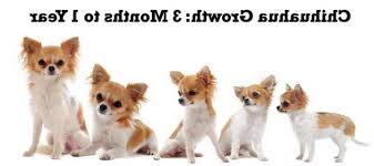 This would be equivalent to 3 to 6 pounds, never exceeding 7 pounds. How Much Should A Chihuahua Weigh Petsidi