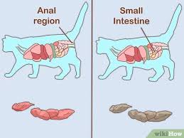 How To Treat A Cat With Blood In Its Stool With Pictures