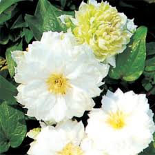 Stunning clematis plants are prized for their bright flowers of white, red, purple or blue. Double White Clematis Direct Gardening
