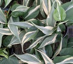5 In 2020 Philodendron Philodendron Care Plants