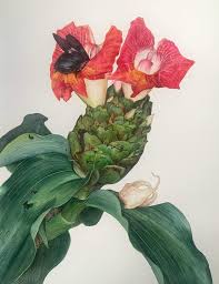Image result for Costus afer