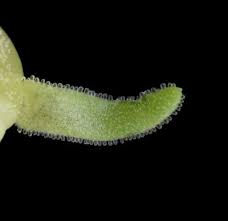 Image result for Crassula vaginata